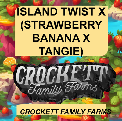 Island twist x (strawberry banana x tangie) by Crockett Family Farms, Photoperiod cannabis strain