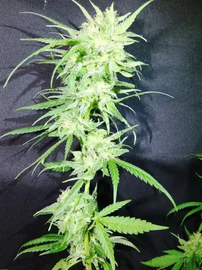 Item #9 Regular by Cryptic Labs cannabis strain