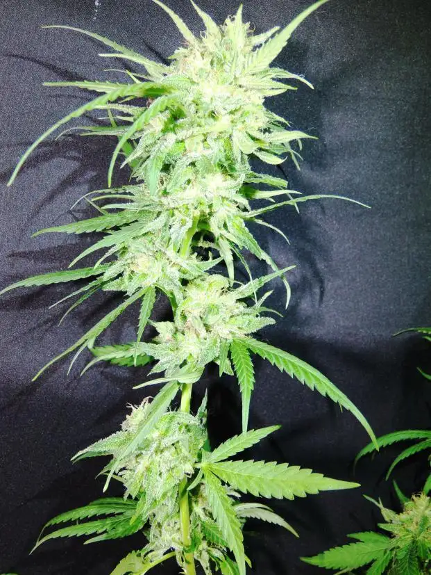 Item #9 Regular by Cryptic Labs cannabis strain