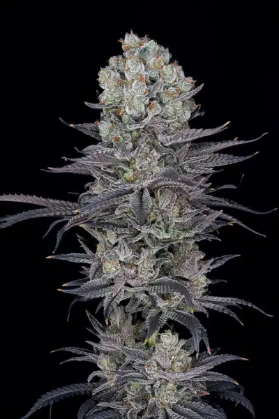 Jack London by Xeno Seed Company cannabis strain