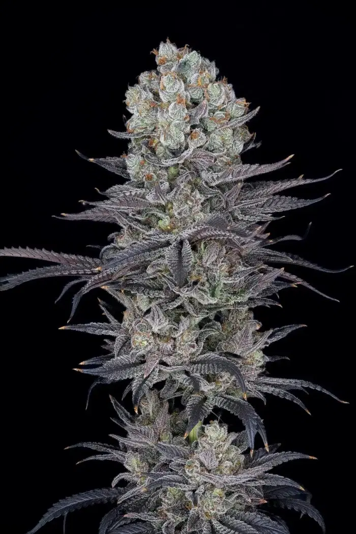 Jack London by Xeno Seed Company cannabis strain