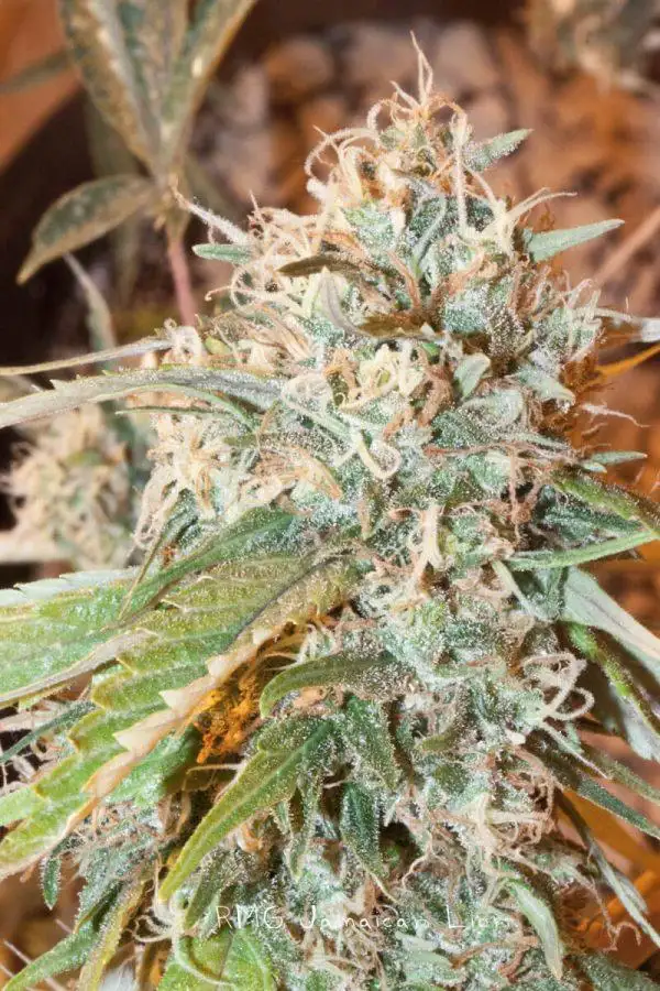 Jamaican Lion Regular by Shadrock cannabis strain