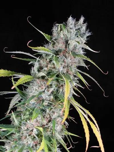 Jazz by Dr Greenthumb Seeds cannabis strain