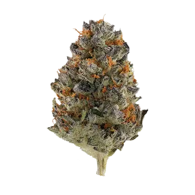Jersey Shore by Burning Rope Pharms cannabis strain