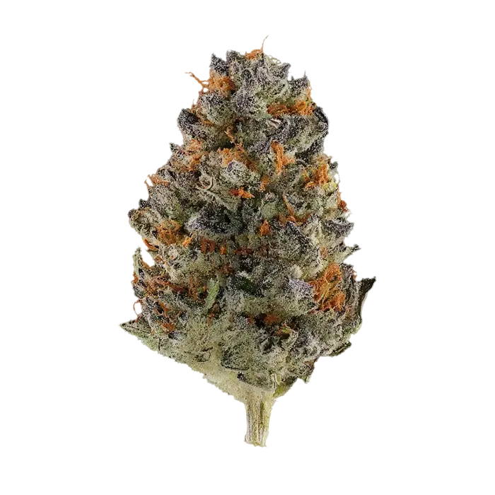 Jersey Shore by Burning Rope Pharms cannabis strain