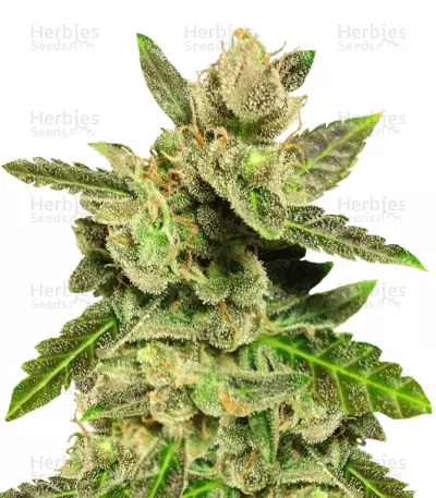 Jock Horror by Nirvana, Photoperiod cannabis strain
