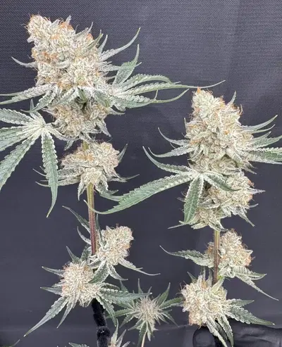 Juice N Keyz by Florganix cannabis strain