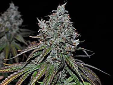 Jungle Spice by Bodhi Seeds, Photoperiod cannabis strain