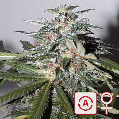 KC 51 by KC Brains, Autoflower cannabis strain