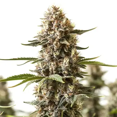Kabrales by Blimburn Seeds, Photoperiod cannabis strain