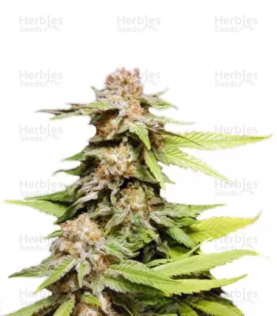 Kannabia Special by Kannabia Seed Company, Photoperiod cannabis strain
