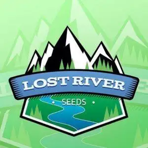 Kapri Sun by Lost River Seeds cannabis strain