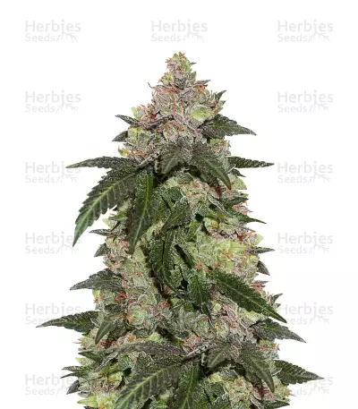 Kerosene Krash by Dutch Passion, Photoperiod cannabis strain