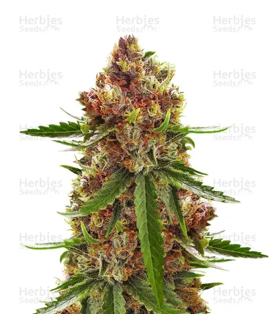 Killer Queen XX by Brothers Grimm Seeds, Photoperiod cannabis strain