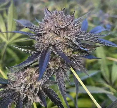 King'S Poison by Sticky Fields cannabis strain