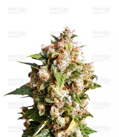 Kiss by Kannabia Seed Company, Photoperiod cannabis strain