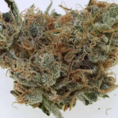Knights of the Templar by Denver Patients Group cannabis strain