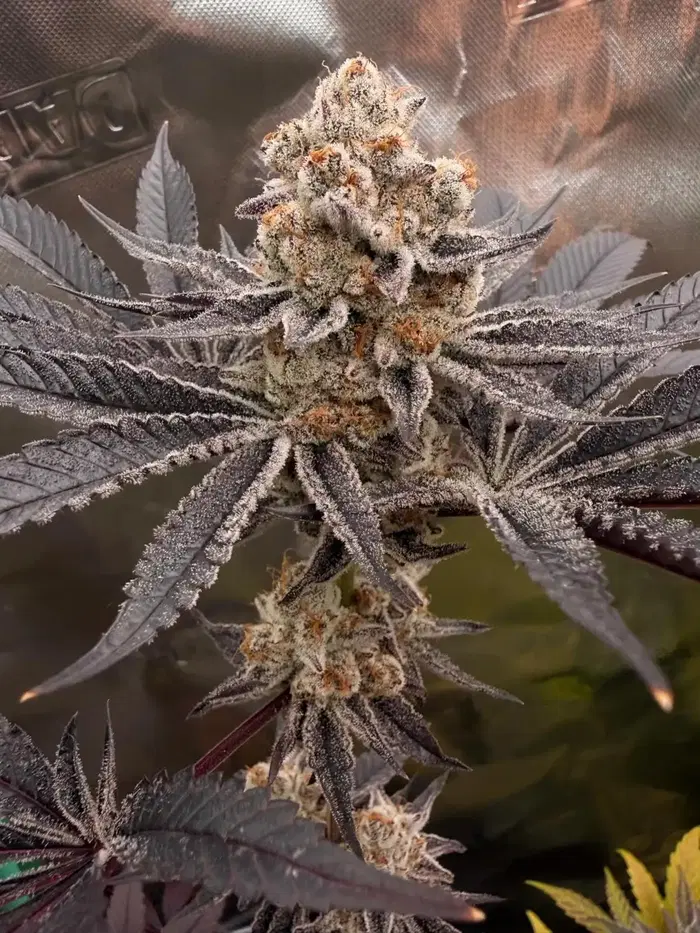 Kool-Aid Sherb by Florganix cannabis strain