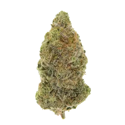 Koshereen by High Grade Selections cannabis strain