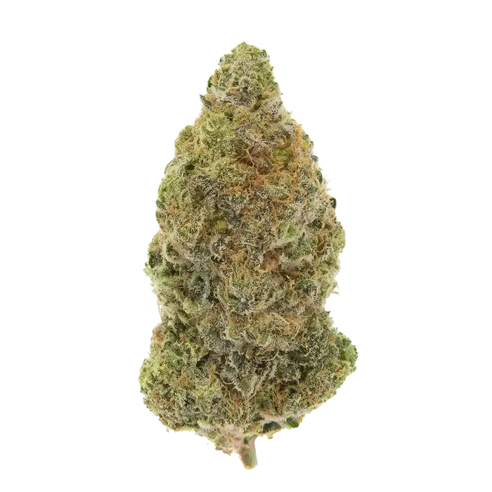 Koshereen by High Grade Selections cannabis strain