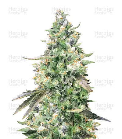 Kritikal Bilbo x AK-47 by Genehtik, Photoperiod cannabis strain