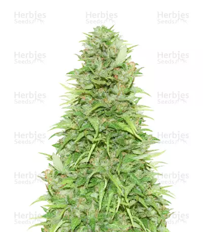 Kryptonite Fast cannabis strain