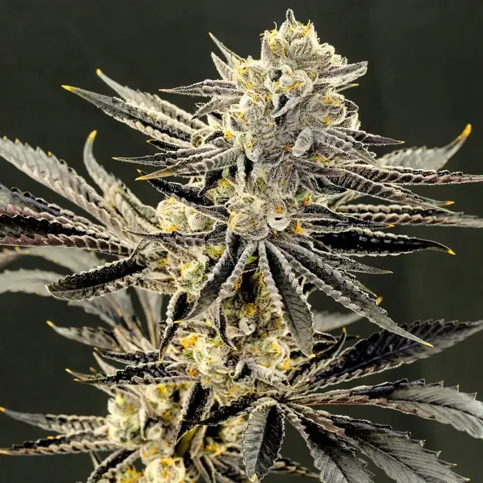 Kurple Fantasy Regular by Imperial Genetics cannabis strain