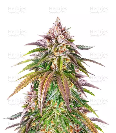 Kush Mintz Fast by Original Sensible Seeds, Photoperiod cannabis strain