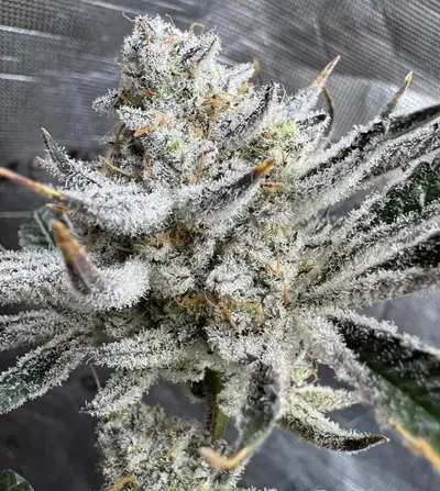 Kush N Keyz by Florganix cannabis strain