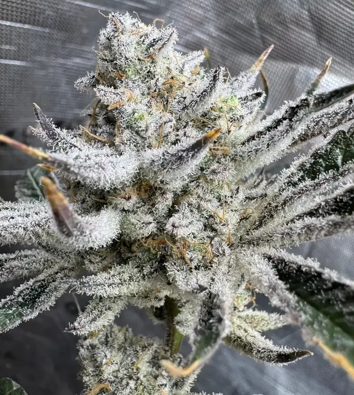Kush N Keyz by Florganix cannabis strain