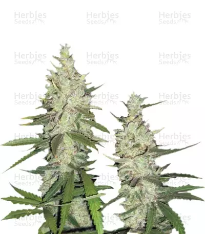 L.A. Amnesia by Paradise Seeds, Photoperiod cannabis strain
