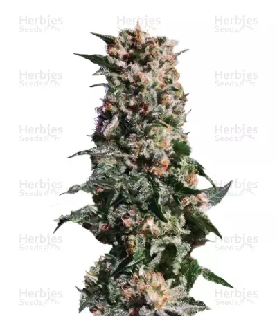 La Blanca by Kannabia Seed Company, Photoperiod cannabis strain