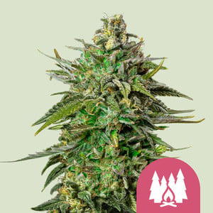 Larry OG by WeedSeedsExpress, Photoperiod cannabis strain