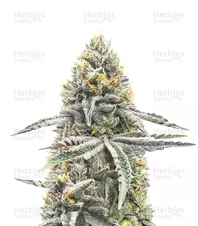 Lemon Autoflower by SeedSupreme, Autoflower cannabis strain