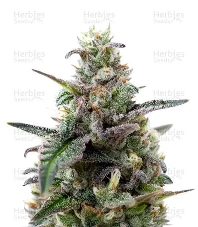 Lemon Cherry Gelato Auto by Ganja Farmer, Autoflower cannabis strain