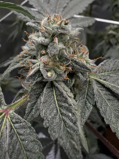 Lemon Cherry Zkittlez by Ez Genetics cannabis strain