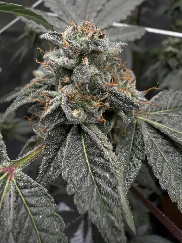 Lemon Cherry Zkittlez by Ez Genetics cannabis strain