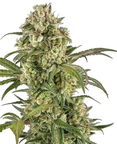 Lemon Cooler by Serge Cannabis cannabis strain