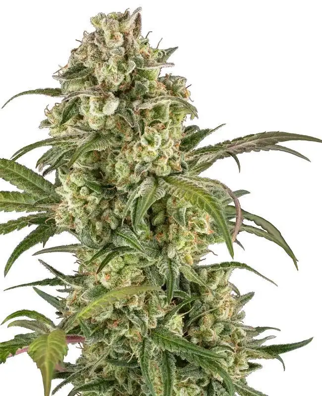 Lemon Cooler by Serge Cannabis cannabis strain