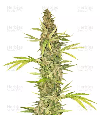 Lemon Cream Kush by Spliff Seeds, Photoperiod cannabis strain