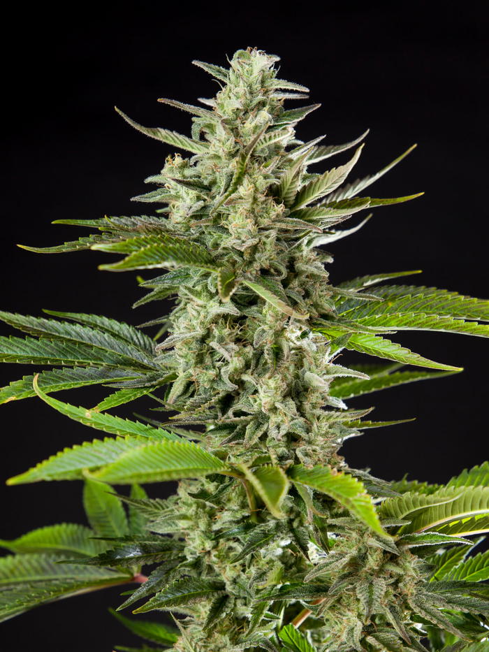 Lemon Glue Express by Master Sensei Genetics, Photoperiod cannabis strain