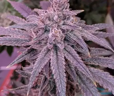 Lemon Glue by Trinity Genetics cannabis strain
