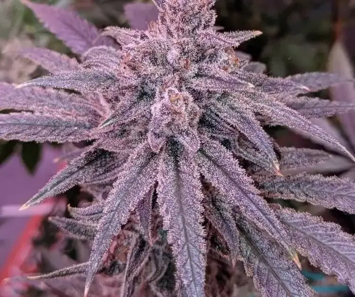 Lemon Glue by Trinity Genetics cannabis strain