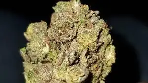Lemon Oz Kush by Wonderbrett cannabis strain