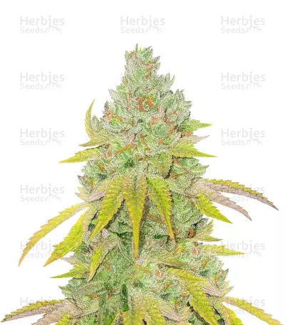 Lemon Tree by WeedSeedsExpress, Photoperiod cannabis strain