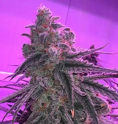 Lemon Zephyr by Bestthinggrowing cannabis strain