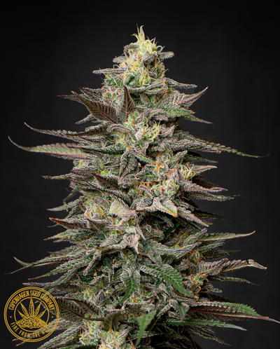 Lethal Cookies by Copenhagen Seed Company, Photoperiod cannabis strain