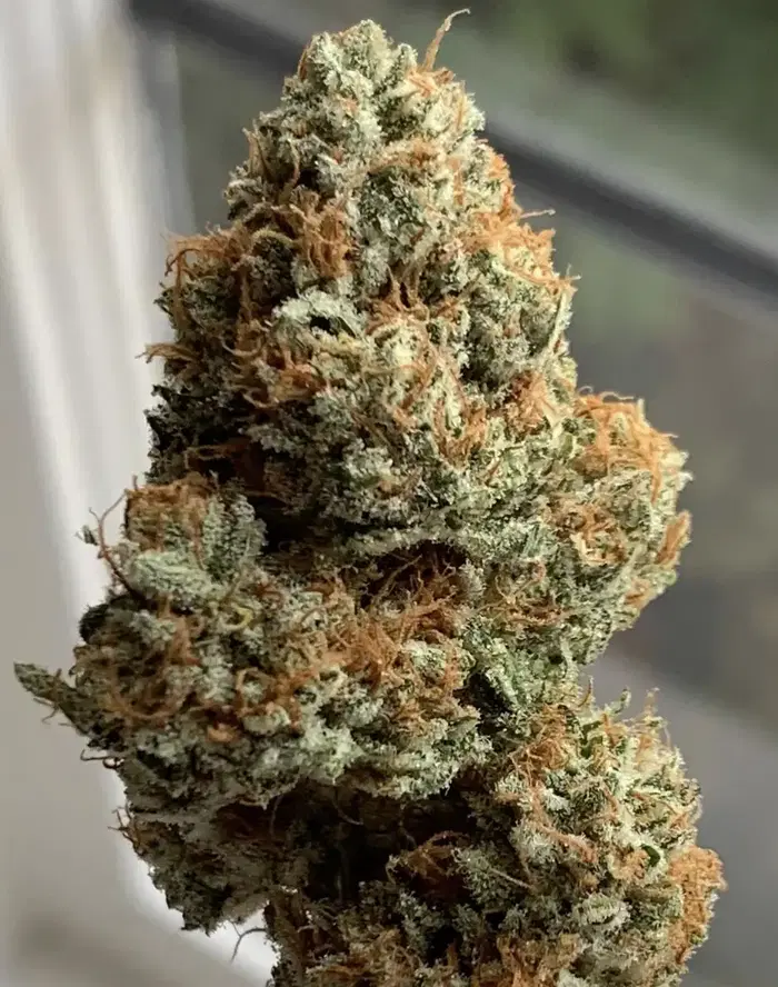 Light Blue by Taproot Seed Co cannabis strain