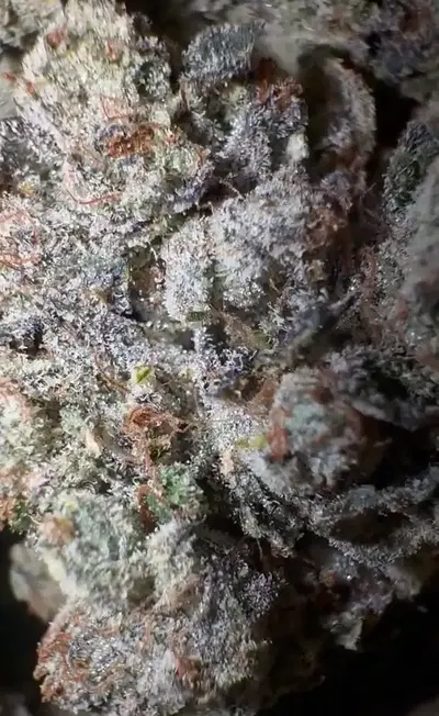 Light Head by Zaba Cannabis Co cannabis strain