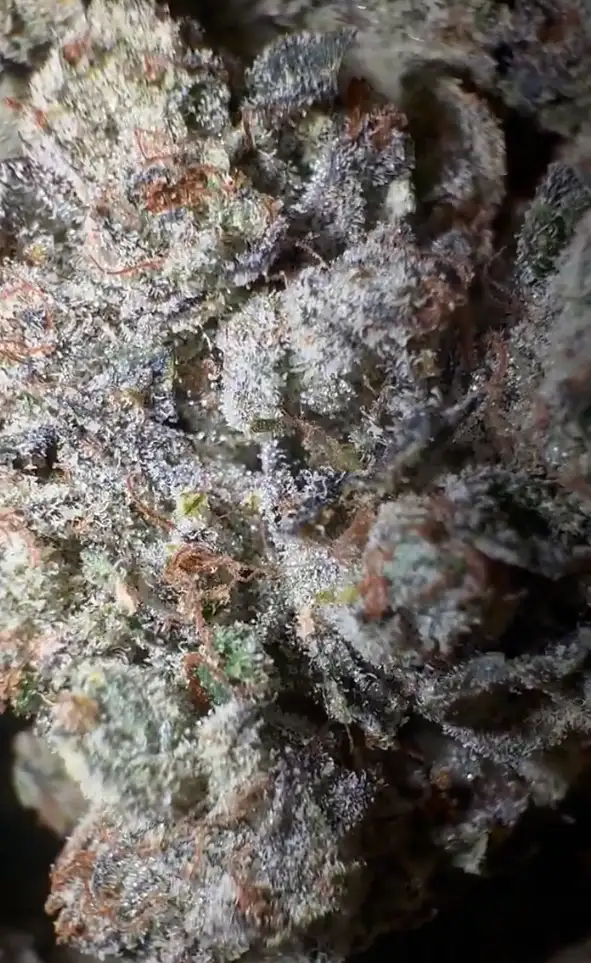 Light Head by Zaba Cannabis Co cannabis strain